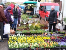 Gatavojas tradicionālajam Stādu tirgum