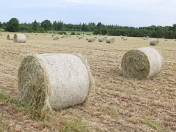 Siena ruļļiem zāles maz, gaida atālus