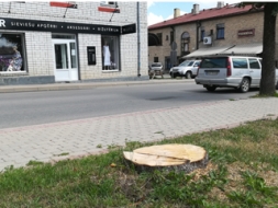 Ja koks kļūst bīstams, tas jāzāģē