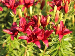Lilijas kaitēkļu apkarošana un kopšana