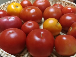 Izauguši tik lieli un veselīgi tomāti