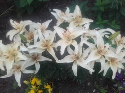 Lilijas – baudījums acīm un dvēselei