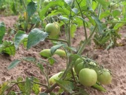 Šogad arī lauka tomātiem padevusies izcila raža