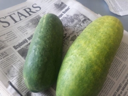 Izaudzis 0,926 kg smags gurķis