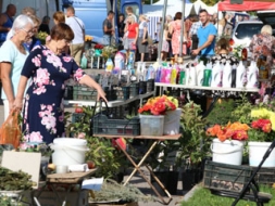 Gatavojas tradicionālajiem Kartupeļu svētkiem