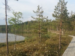 Brīnišķā Teirumnieku purva taka
