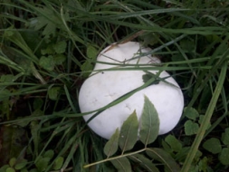 Neparasts atradums – milzu apaļpūpēdis