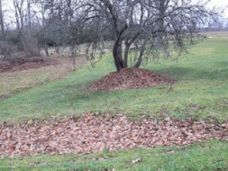 Rudens darbi dārzā