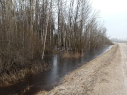 Satrauc pārplūdušais mežs
