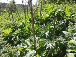 Cīņā pret Heracleum sosnowsky
