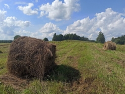 Zāle jānopļauj un jānovāc