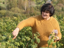 Rudens avenes šogad ražo vēlāk