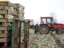 ZS “Sviķi” raža – jau noliktavā