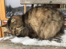 Pamests runcītis meklē siltu stūrīti
