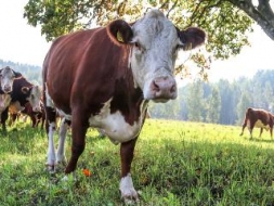 Liellopu audzētāji arī jūt cenu kritumu