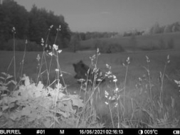 Vilks saplosa jērus, lauku īpašumā viesojas lācis