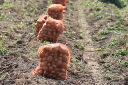 Dienišķie kartupeļi šogad tiek novērtēti