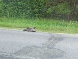 Kas atbild par dzīvnieku novākšanu no brauktuvēm