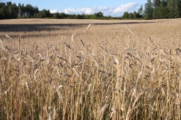 Masveida graudaugu novākšana vēl tikai sāksies