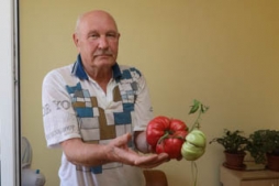 Siltumnīcas dižkungs — tomāts