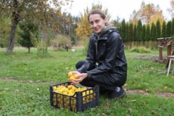 Iepazīstot ziemeļu citronus — cidonijas