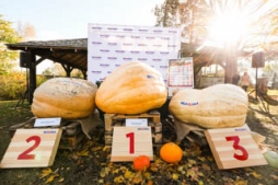Ķirbju čempions – 351 kg smaga dižoga