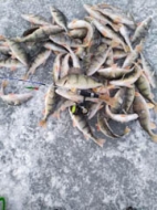 Atkusnis padara ledu trauslu