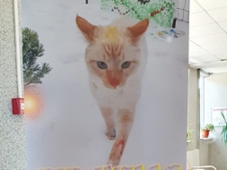 Starptautiskais mākslas festivāls “MABOCA”
