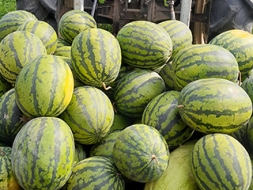 Pirmo reizi tik laba arbūzu raža