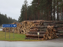 Apaļkokus pārdos atklātā izsolē