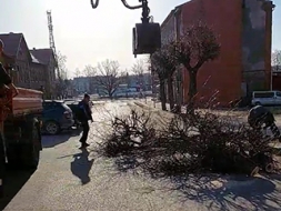 Apgriež liepas, nenorobežojot teritoriju