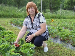 Zemenes ir izslāpušas pēc saules