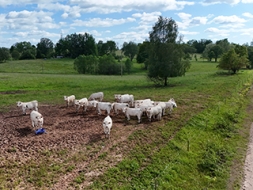 Cīņa ar invazīvajām sugām jāuzsāk šodien