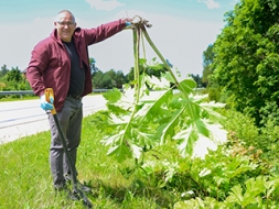Ja latvānim ļauj uzziedēt,  tas izkaisīs sēklas