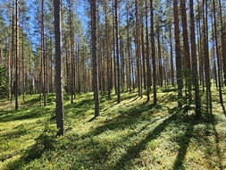 Valsts mežs kā dzīvības telpa — medību loma un atbildība