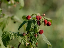 Rudens aveņu šogad krietni mazāk
