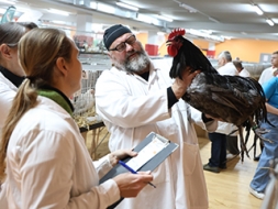Pirmā mājputnu izstāde Madonā raisa lielu interesi