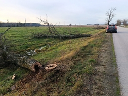 Vai autoceļa malās revidē bīstamos kokus?